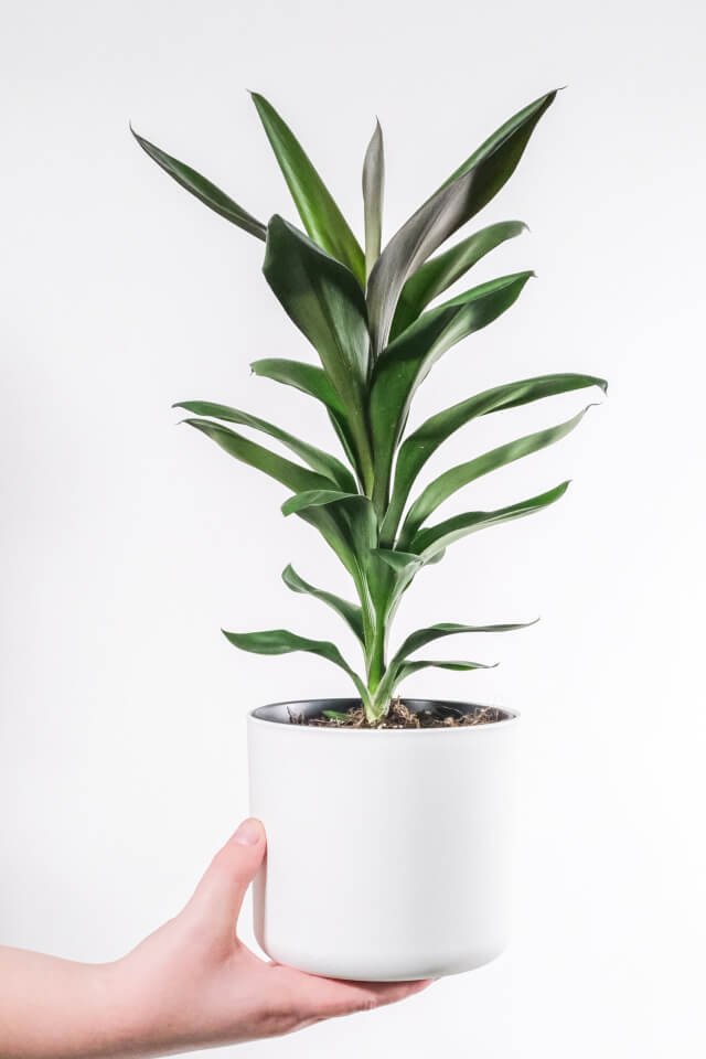 plants shop product gallery img 18 plants shop product gallery img 18